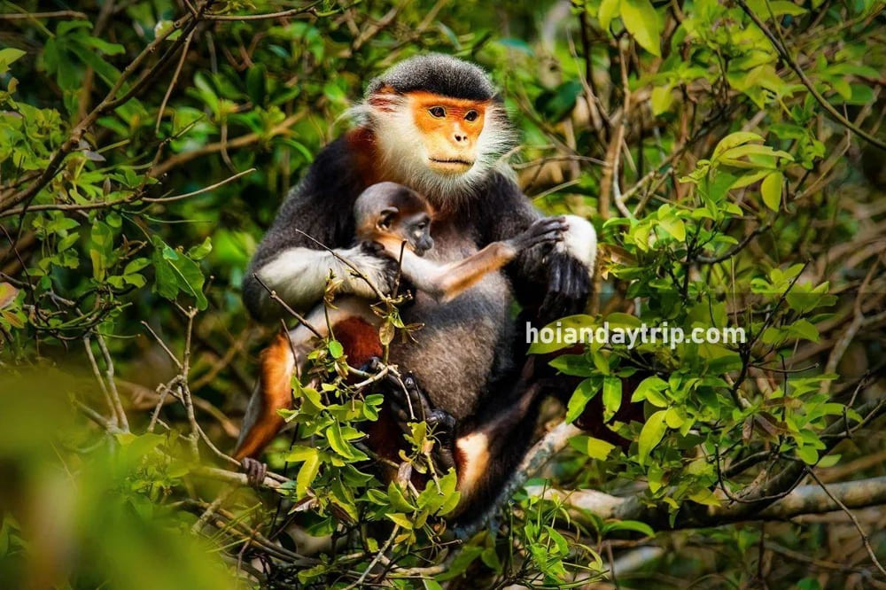 You can spot red-shanked doucs in Son Tra Peninsula during the dry season